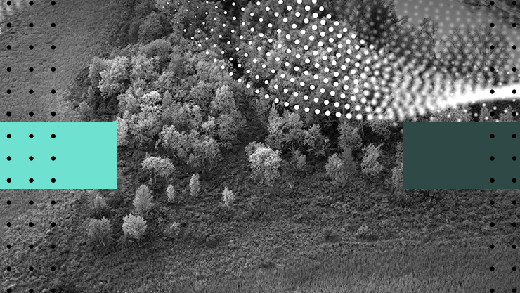 Stylized image of a forest